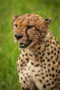 Close-up of bloodstained cheetah sitting looking down