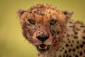 Close-up of bloody cheetah head facing camera