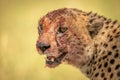Close-up of bloody cheetah head facing left