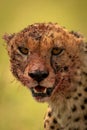 Close-up of bloody cheetah head and shoulders