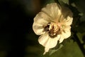 Alcea rosea with busy bee