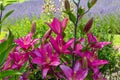 Flowers and flora from Wanaka New Zealand; Bloom of lily, Pink flower. Backdrop of lavender field. Royalty Free Stock Photo