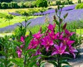 Flowers and flora from Wanaka New Zealand; Bloom of lily, Pink flower. Backdrop of lavender field. Royalty Free Stock Photo