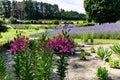 Flowers and flora from Wanaka New Zealand; Bloom of lily, Pink flower. Backdrop of lavender field. Royalty Free Stock Photo