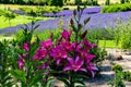 Flowers and flora from Wanaka New Zealand; Bloom of lily, Pink flower. Backdrop of lavender field. Royalty Free Stock Photo