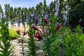 Flowers and flora from Wanaka New Zealand; Bloom of lily, Pink flower. Backdrop of lavender field. Royalty Free Stock Photo