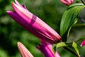 Flowers and flora from Wanaka New Zealand; Bloom  of lily, Pink flower. Royalty Free Stock Photo