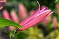 Flowers and flora from Wanaka New Zealand; Bloom  of lily, Pink flower. Royalty Free Stock Photo