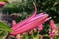 Flowers and flora from Wanaka New Zealand; Bloom of lily, Pink flower. Royalty Free Stock Photo