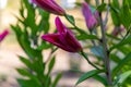 Flowers and flora from Wanaka New Zealand; Bloom of lily, Pink flower. Royalty Free Stock Photo