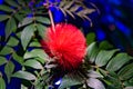 Close up of a bloom from the powder-puff tree Royalty Free Stock Photo