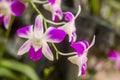 Close-up bloom purple and white orchid flower Royalty Free Stock Photo