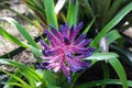 Close up of a Aechmea Blue Tango Bromeliad