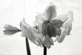 close-up of blooming amaryllis edited to special black white colors against light-grey background