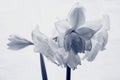 close-up of blooming amaryllis edited to special black white colors against light-grey background