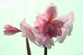 close-up of blooming amaryllis edited to special colors against uneven lightgreen background