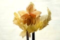 close-up of blooming amaryllis edited to special colors against uneven white background