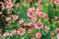 close up of blooming astrantia major in summer garden.