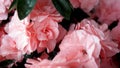 Close up of blooming beautiful azalea. Pink flowers bouquet of Rhododendron plant. Present for home while quarantine Royalty Free Stock Photo