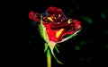 a blooming beautiful bud of an unusual burgundy rose with yellow specks, on a night background Royalty Free Stock Photo