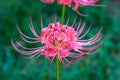 Close-up of a blooming beautiful Lycoris flower