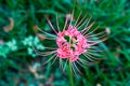 Close-up of a blooming beautiful Lycoris flower