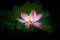 Close up of a blooming beautiful pink lotus Royalty Free Stock Photo