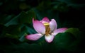 Close up of a blooming beautiful pink lotus Royalty Free Stock Photo