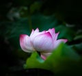 Close up of a blooming beautiful pink lotus Royalty Free Stock Photo