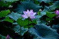 Close up of a blooming beautiful pink lotus with green lotus leaves background Royalty Free Stock Photo