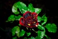 blooming beautiful unusual maroon rose with dew drops and yellow specks on a night background Royalty Free Stock Photo