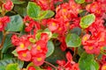 Close up of red begonia cucullata or wax begonia Royalty Free Stock Photo