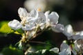 Close-up of blooming blossom branch of apple tree with white flowers, green leaves. Petals covered with water dew drops. Royalty Free Stock Photo