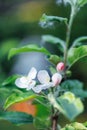 Close-up of blooming blossom branch of apple tree with white flowers, green leaves. Petals covered with water dew drops. Royalty Free Stock Photo