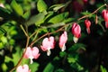 Close-up of blooming blossoming pink flowers of bleeding heart Dicentra spectabilis growing on branch with green leaves. Royalty Free Stock Photo