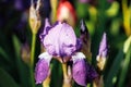 Close-up of blooming blossoming purple flowers of iris fleur-de-lis flower-de-luce iris sibirica with green leaves. Royalty Free Stock Photo