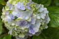 Close-up of blooming blue hydrangea flower against dark green leaves background. Hydrangea Macrophylla. Blue with yellow Hydrangea Royalty Free Stock Photo