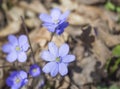 Close up blooming blue liverwort or kidneywort flower Anemone hepatica or Hepatica nobilis on dirt background, selective