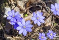 Close up blooming blue liverwort or kidneywort flower Anemone hepatica or Hepatica nobilis on dirt background, selective