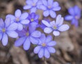 Close up blooming blue liverwort or kidneywort flower Anemone hepatica or Hepatica nobilis on dirt background, selective