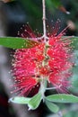 Close Up of a Blooming Branch of a Crimson Bottlebrush Tree