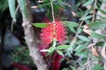 A Blooming Branch of a Crimson Bottlebrush Tree