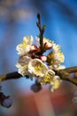 Close up of blooming branch of fruit tree.