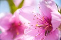 Close up of the blooming branch of the fruit tree. Peach Blossoms Blooming on Peach Trees. Beautiful peach flowers close up - as b