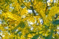 Close up of blooming branch of yellow mimosa flower in springtime. Womens day background Royalty Free Stock Photo