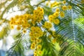 Close up of blooming branch of yellow mimosa flower in springtime. Womens day, Easter background Royalty Free Stock Photo