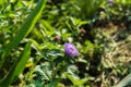 Close up of a blooming Brazil button flower or Larkdaisy on blurred natural green background Royalty Free Stock Photo