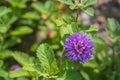 Close up of a blooming Brazil button flower or Larkdaisy on blurred natural green background Royalty Free Stock Photo