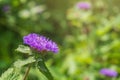 Close up of a blooming Brazil button flower or Larkdaisy on blurred natural green background Royalty Free Stock Photo