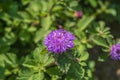 Close up of a blooming Brazil button flower or Larkdaisy on blurred natural green background Royalty Free Stock Photo